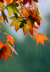 雨だな～