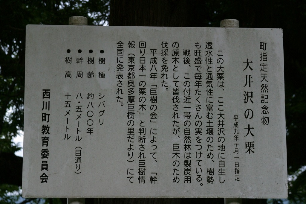 大井沢の大栗説明板