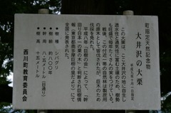 大井沢の大栗説明板