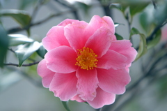 思い出の花（この樹はもうない）