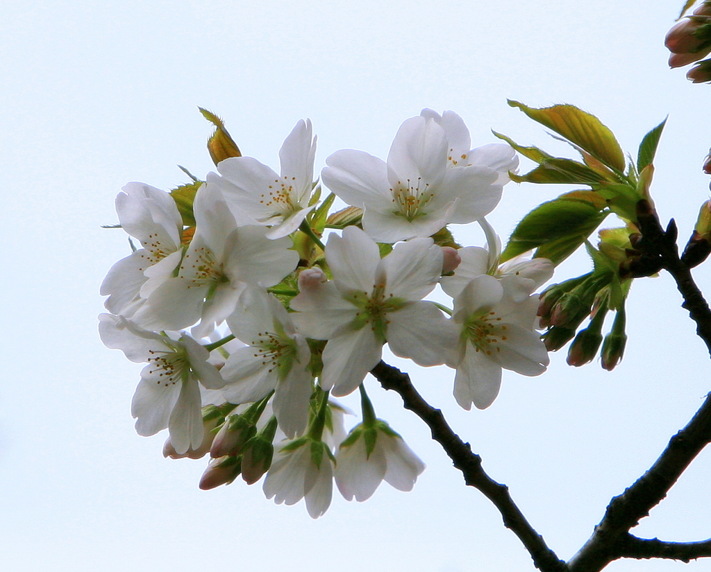 横浜・山桜開花-333