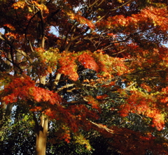 紅葉されどもみじ