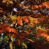 紅葉されどもみじ