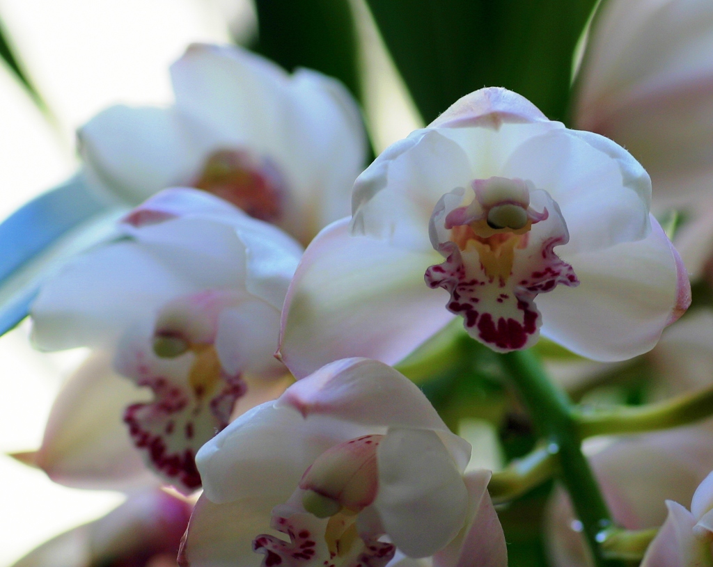 これで本当に２０１４の蘭はお仕舞い