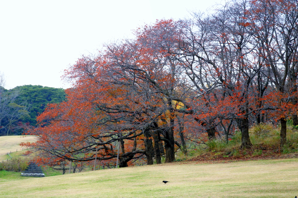 桜の秋