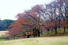 桜の秋