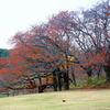 桜の秋