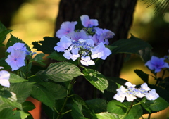 初夏の木陰-2 