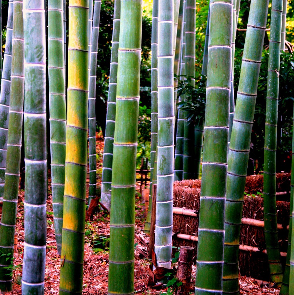 秋の光の竹竹竹