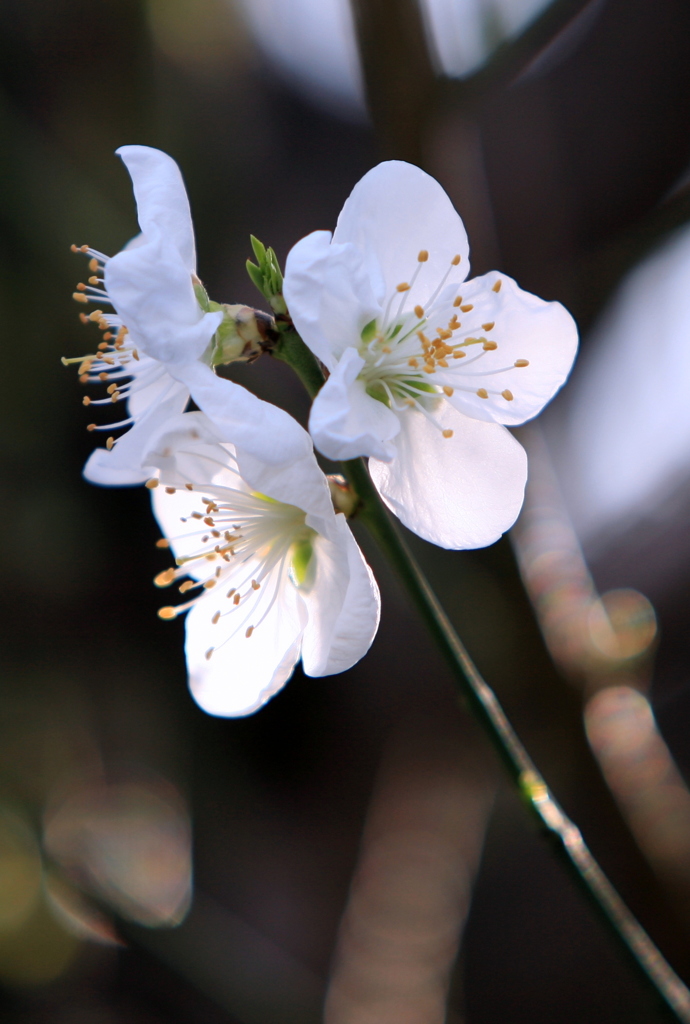 横浜山桜開花-222