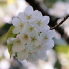 横浜の桜-1