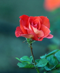 夕日の薔薇-2