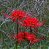 曼珠沙華-2