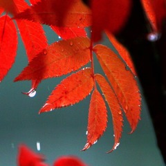 秋雨の紅葉