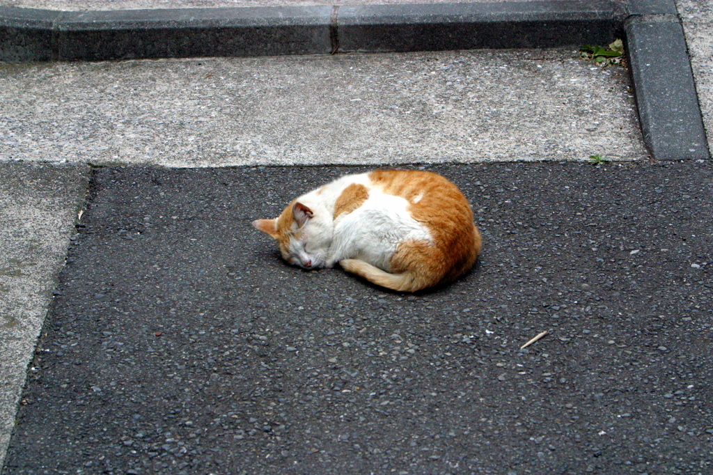 わたしの寝場所よけて通ってね