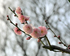 開花間近の源平桃