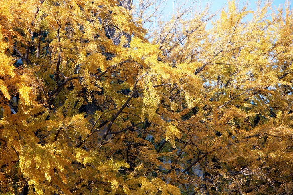 横濱のイチョウ333