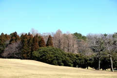 春の日差し-444
