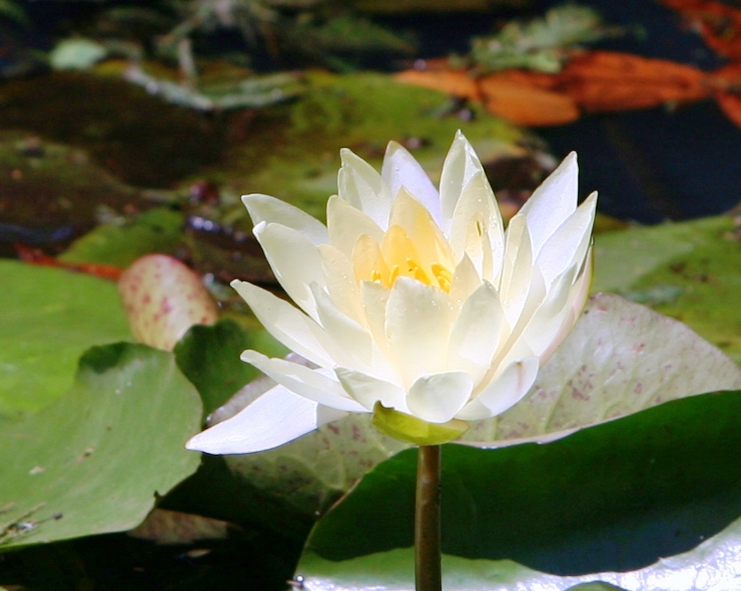 夏の終わりの詩110