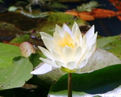 夏の終わりの詩110