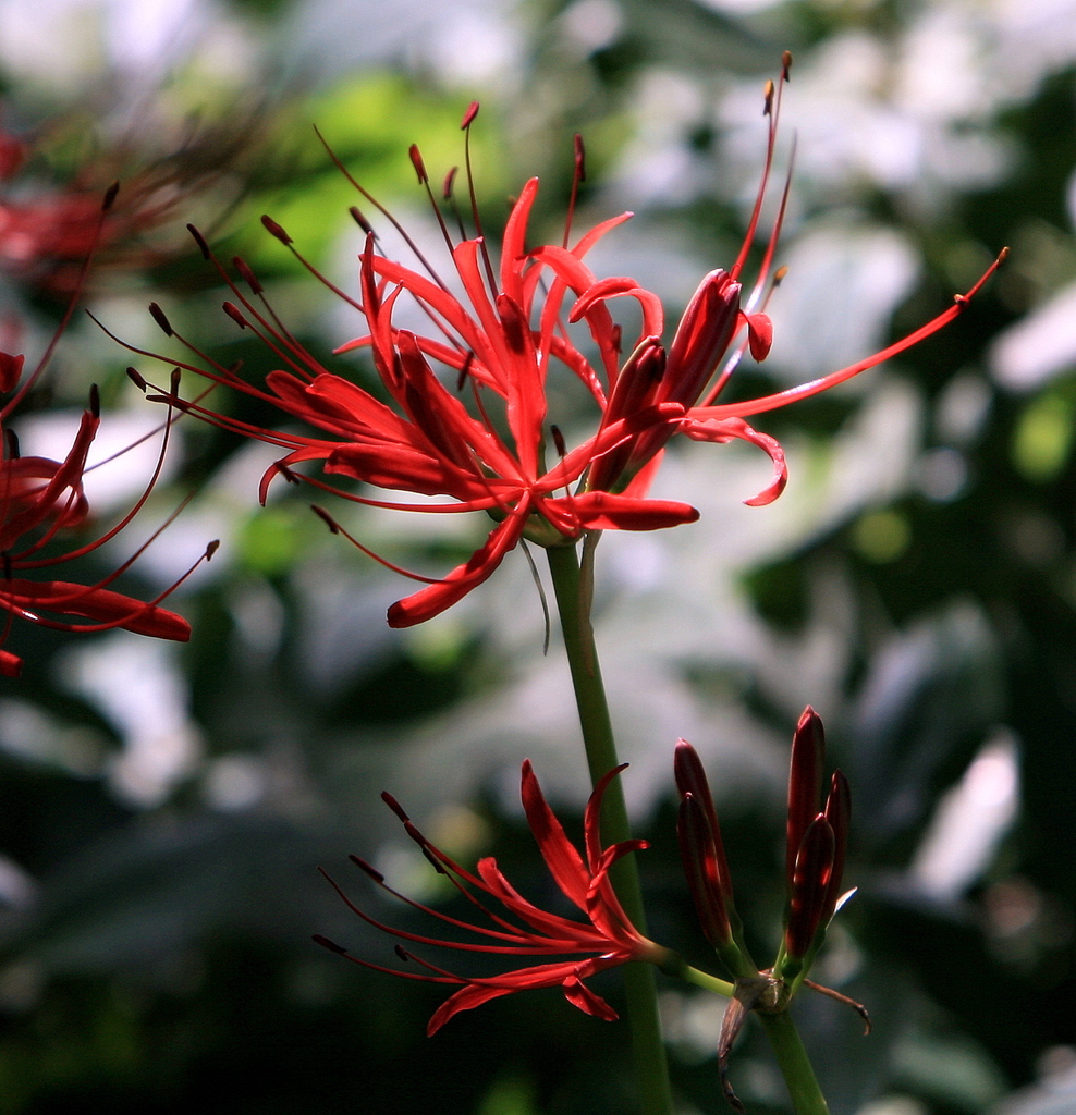 三ツ池の彼岸花-3