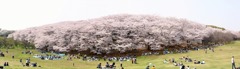 桜・さくら・満開