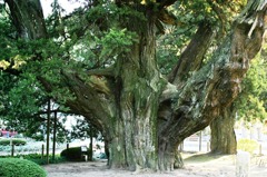 鎌倉建長寺びゃくしん