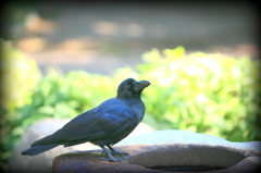 三ツ池のカラス君（？）-2