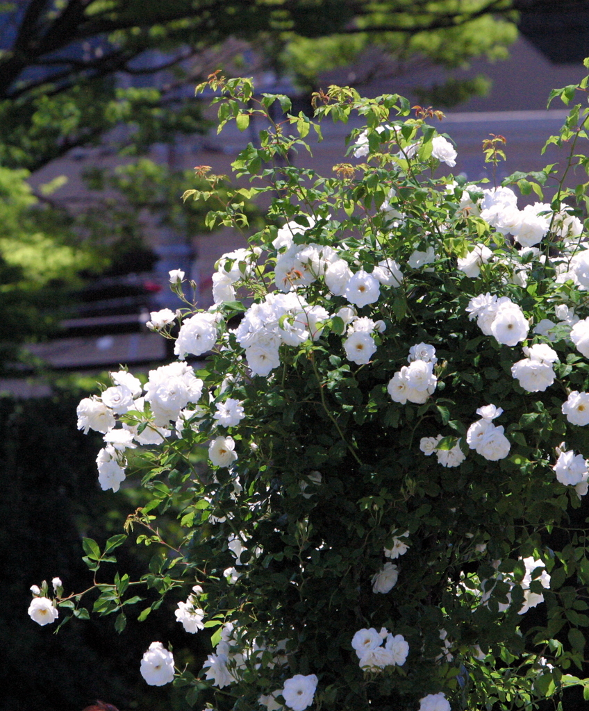横須賀ベルニー公園の薔薇222