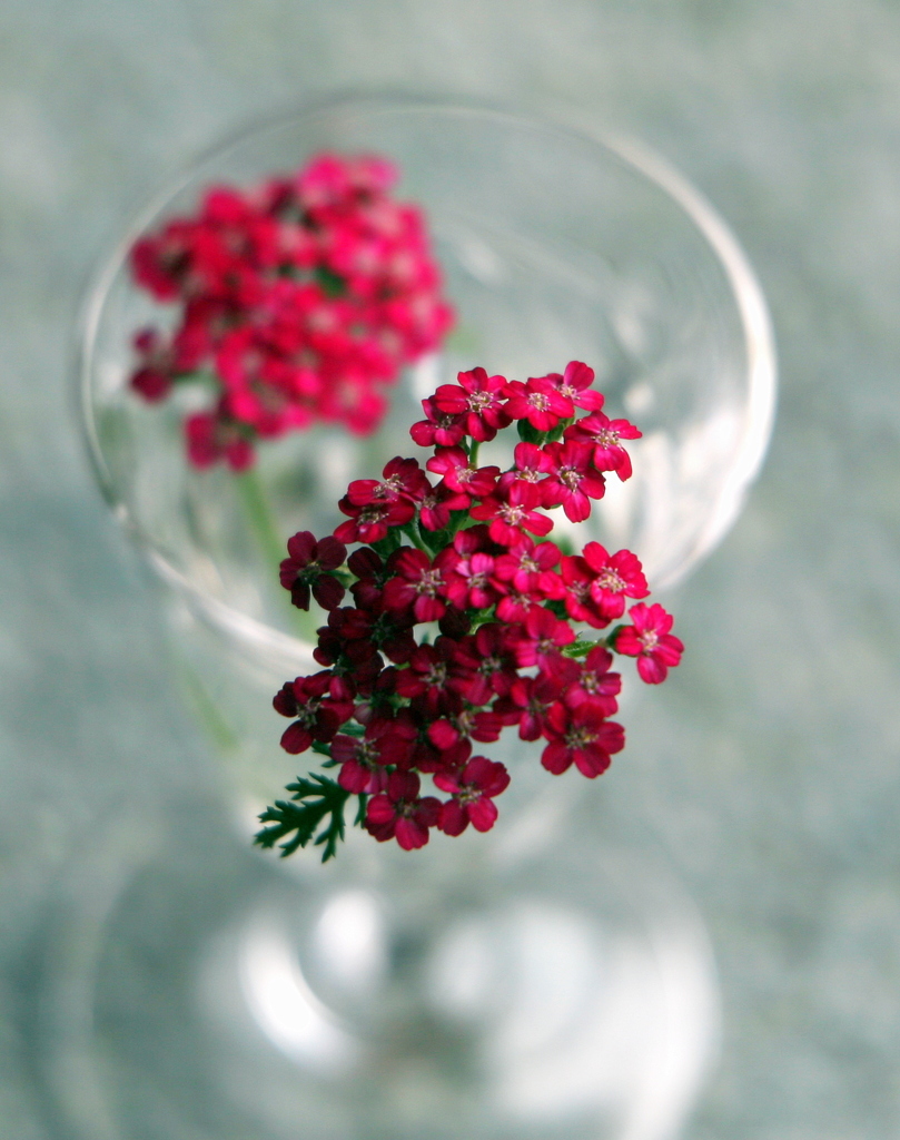 花遊び-3