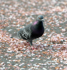 お前さんだれだい？？？