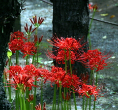 曼珠沙華-3