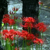 曼珠沙華-3