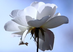 光の中の花-2