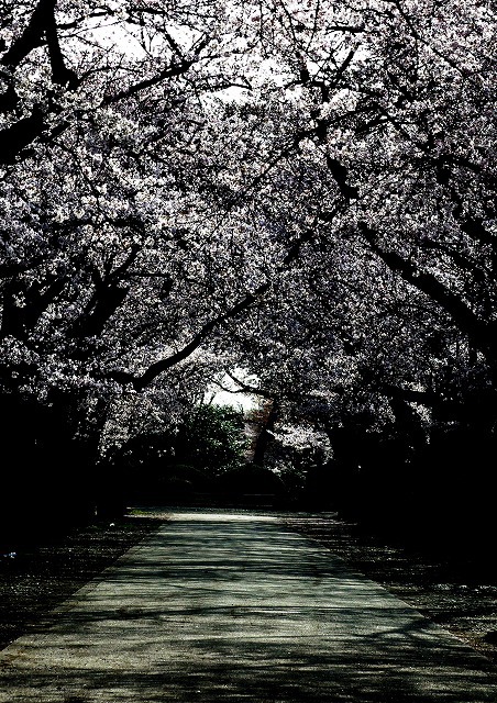 春陽の桜蔭