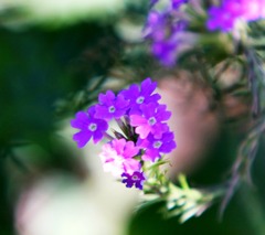 夏の終わりの詩109