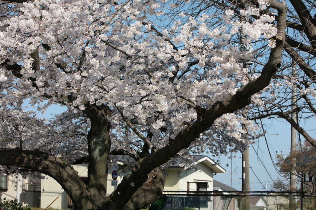 横浜の桜-1　の花