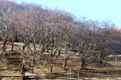 春待ち桜-2