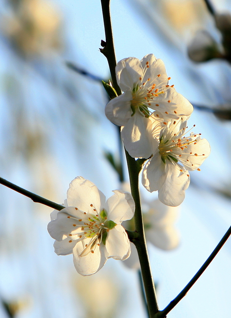 横浜・山桜開花-111