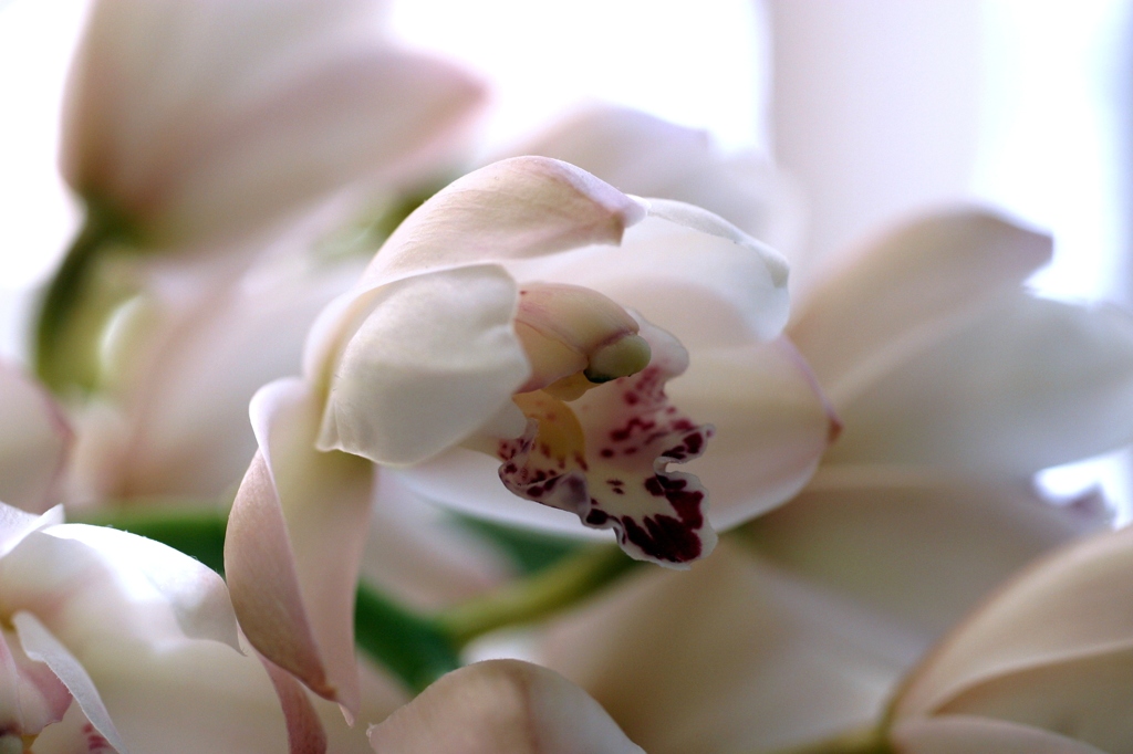 咲くのはあたしの勝手