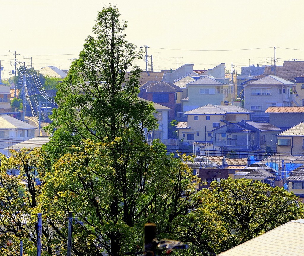 曽祖父が植えたという樹