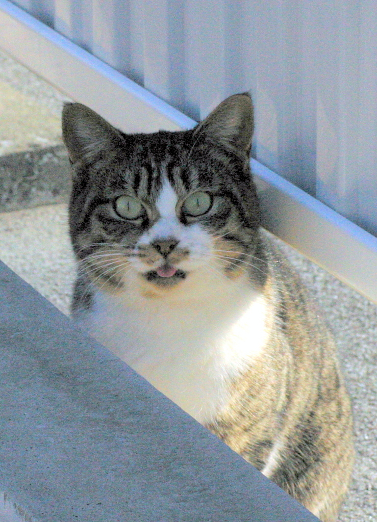 アー