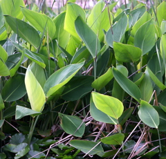 三渓園-沼地の緑