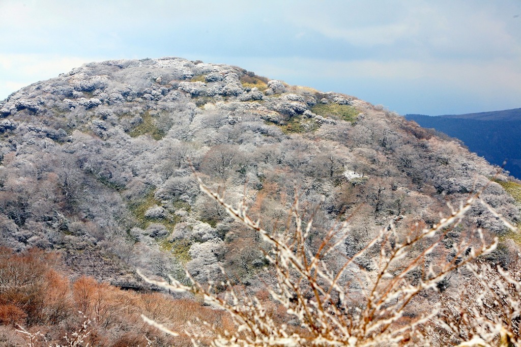 箱根の樹氷－２