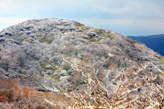 箱根の樹氷－２