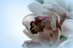 蘭-2014a