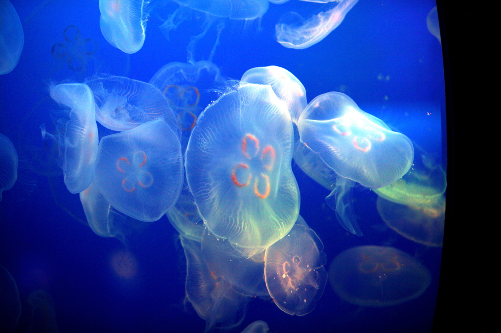 水の中の星達
