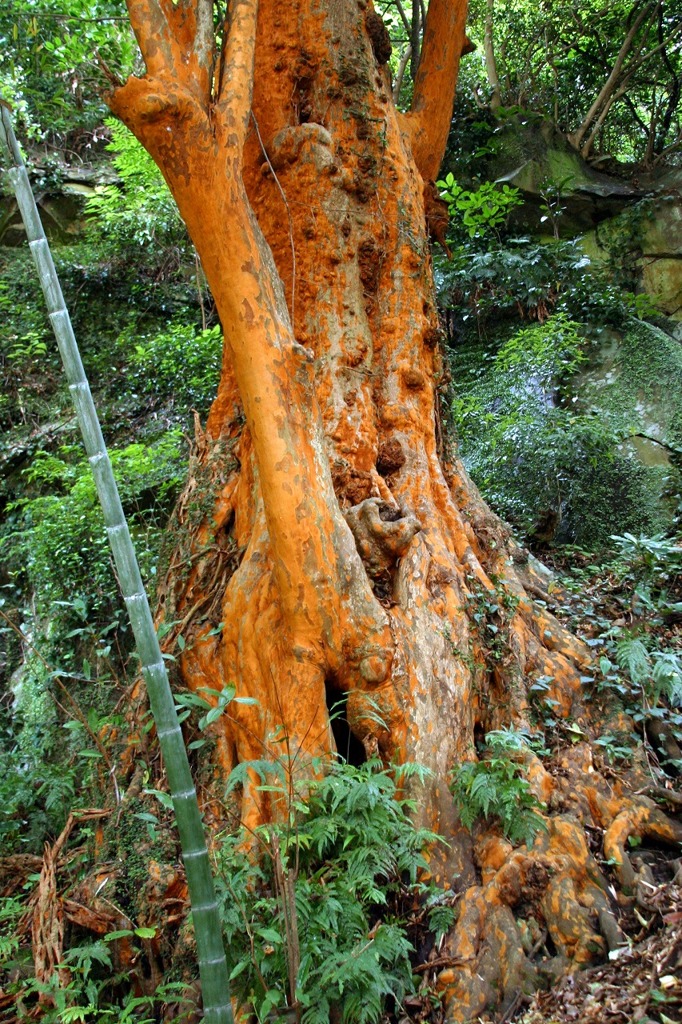 箱根のヒメシャラ