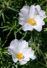 夏の終わりの詩444