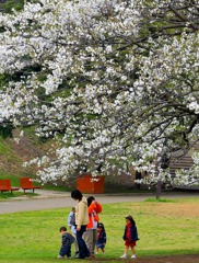 根岸森林公園の桜